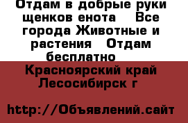 Отдам в добрые руки щенков енота. - Все города Животные и растения » Отдам бесплатно   . Красноярский край,Лесосибирск г.